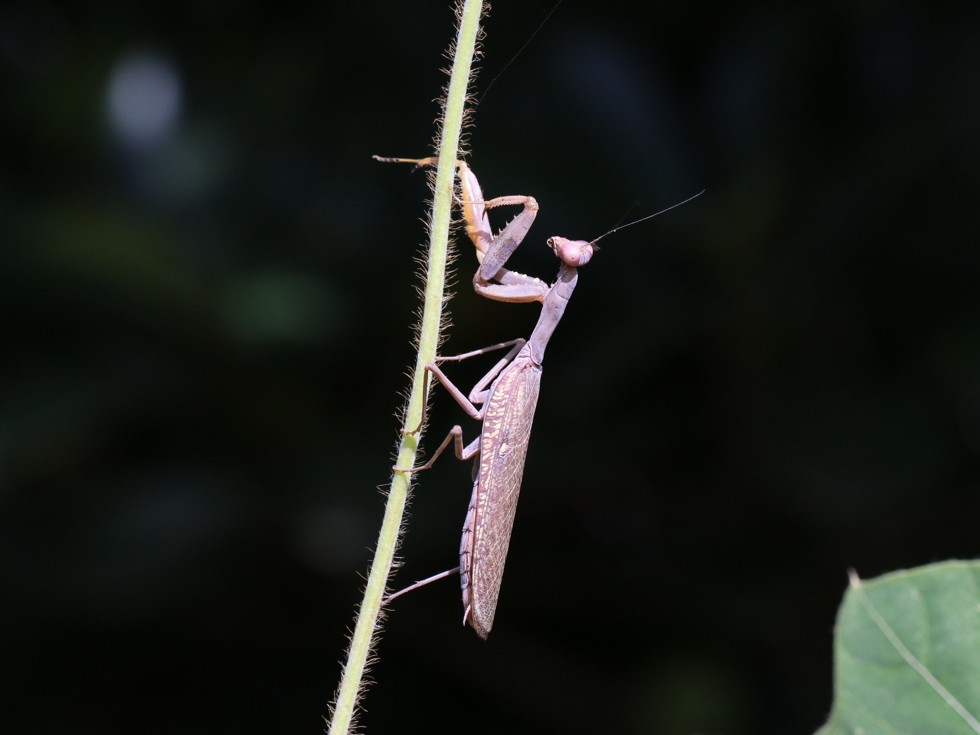 ハラビロカマキリ5